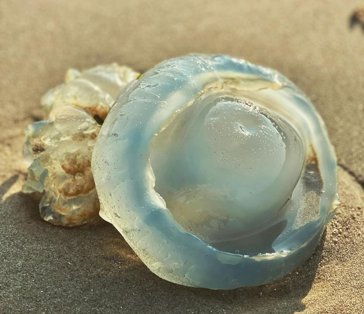 Jellyfish invade Dutch beaches