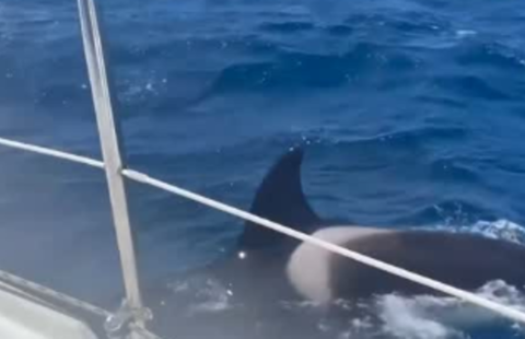 Blue whales silent as their songs fade
