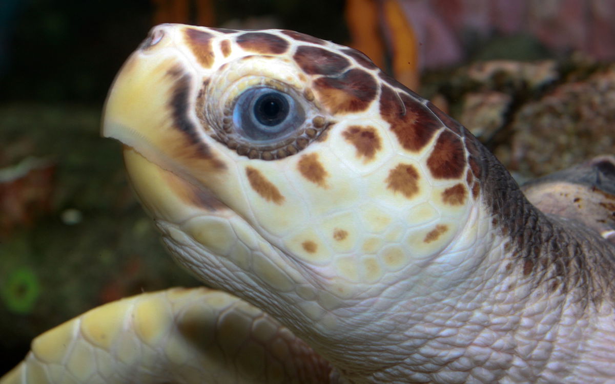 Loggerhead turtle makes second nesting of the summer in Denia