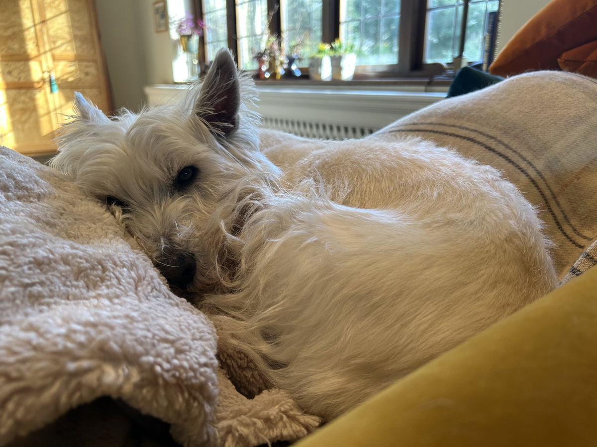 Lupa likes staying at home with pet-sitters