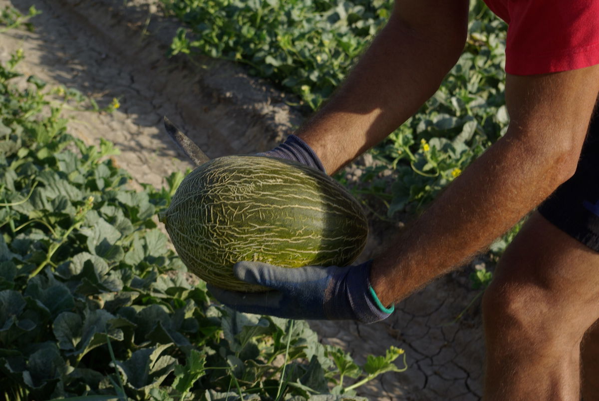 San Fulgencio’s Sweet Melon Fair