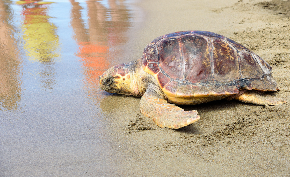 Mojácar to hold Turtle workshop for children