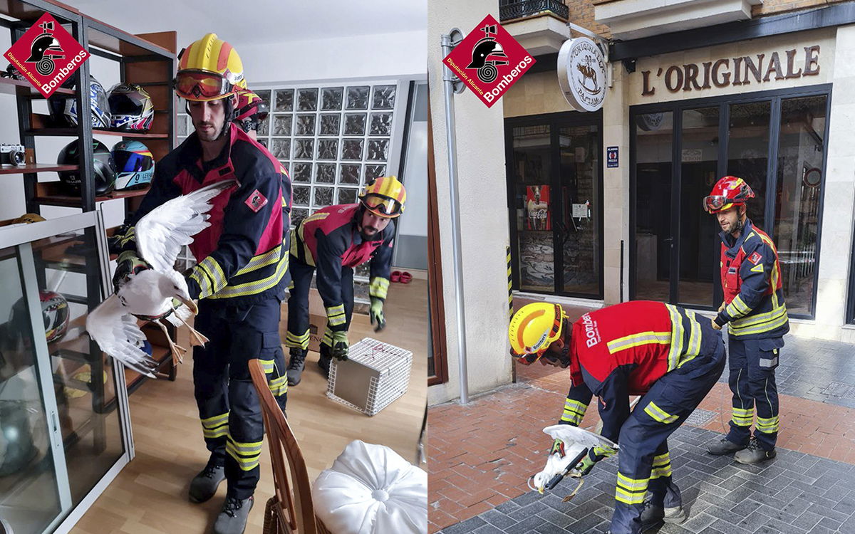 Benidorm firefighters rescue bold seagull trapped in inner courtyard