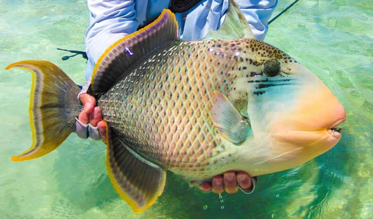 Fish-attack in Playa de Palma