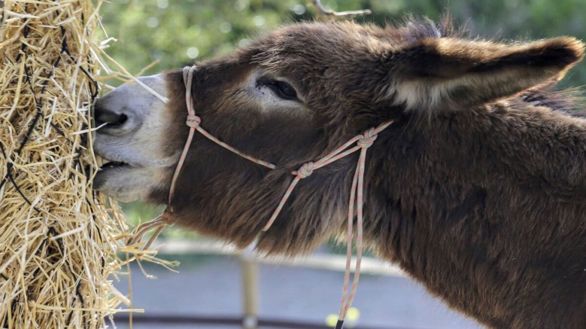 Donkey Dreamland 5th anniversary celebration