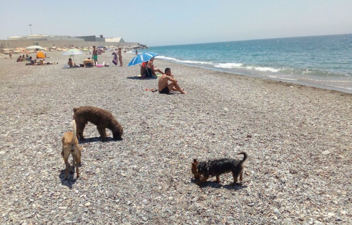 Motril’s dog beach earns Granada’s best award « Euro Weekly News