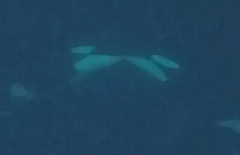 Blue whales silent as their songs fade
