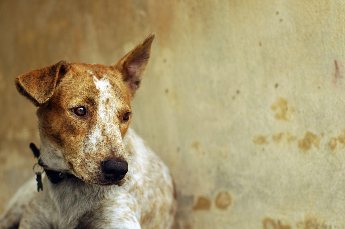 Huércal-Overa Alerts on pet adoption scammer « Euro Weekly News