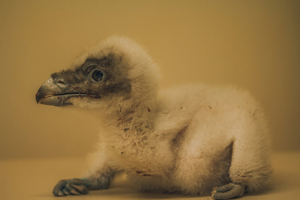 Bearded vulture chick born after 69 Years