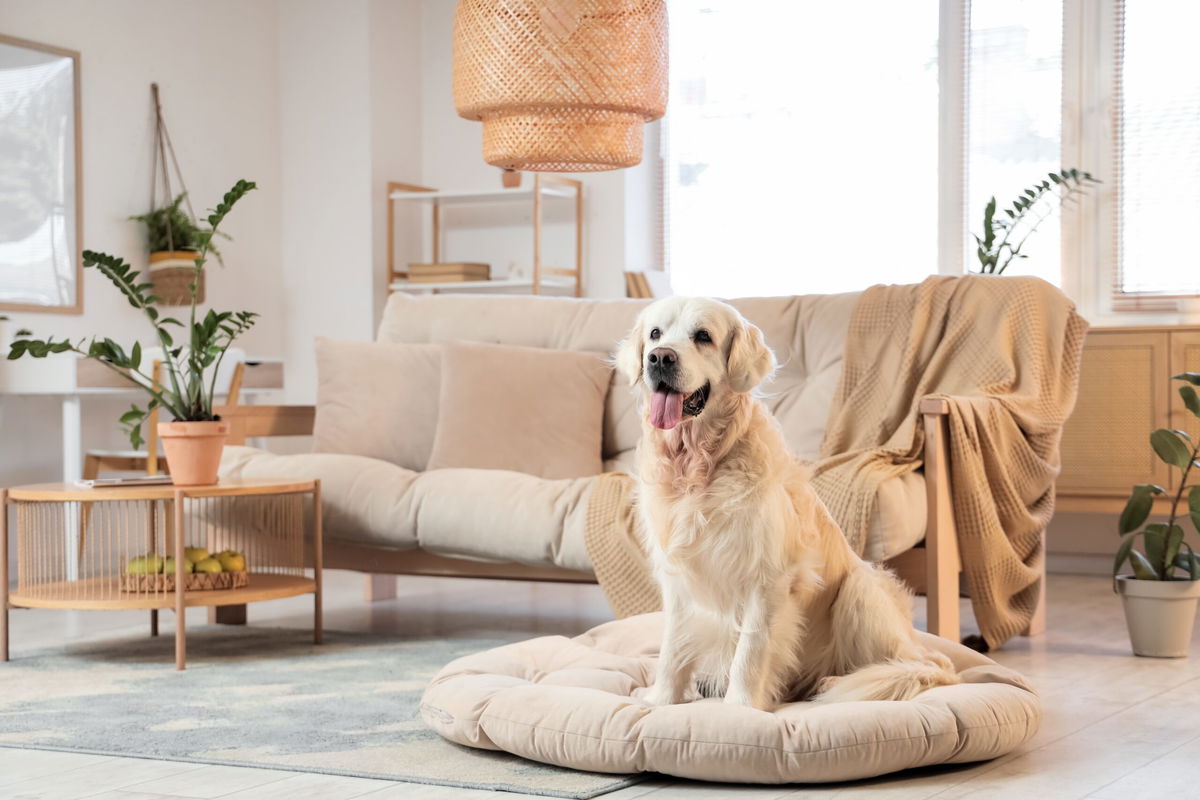 Pet‑friendly interiors: Spanish style that welcomes animals