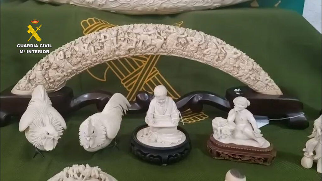 All confiscated pieces will now beryllium handed complete to nan Natural History Museum of Valencia, wherever they will beryllium exhibited arsenic portion of an acquisition show astir nan effect of nan forbidden ivory trade.