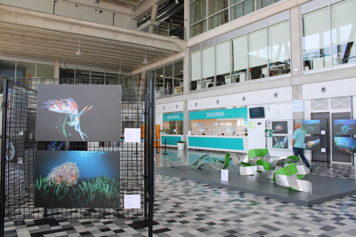 Photo exhibition highlights the hidden life of posidonia