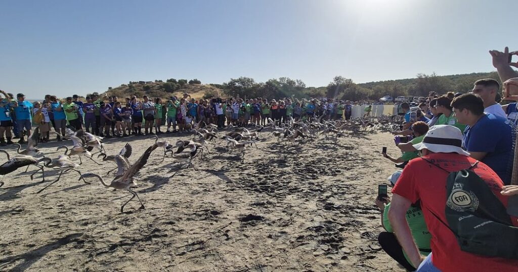 Releasing nan flamingo chicks.