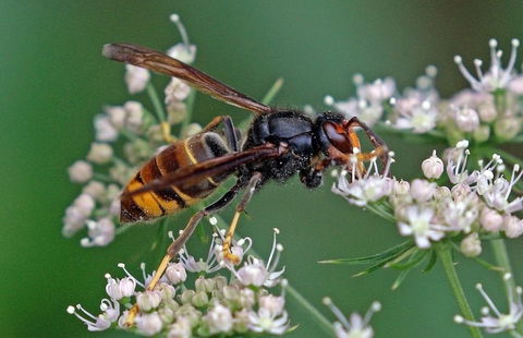 Gothenburg Outmaneuvering Stockholm?