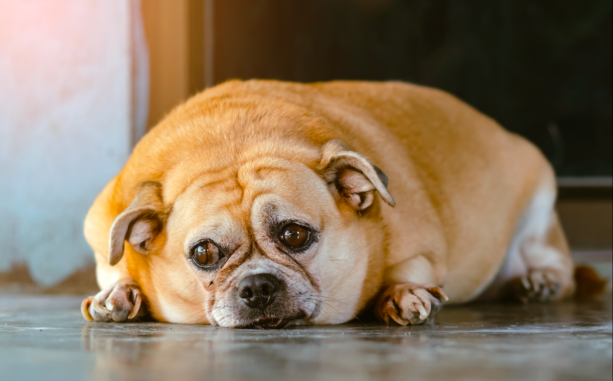 Pet obesity drives Ozempic veterinary trials\” />