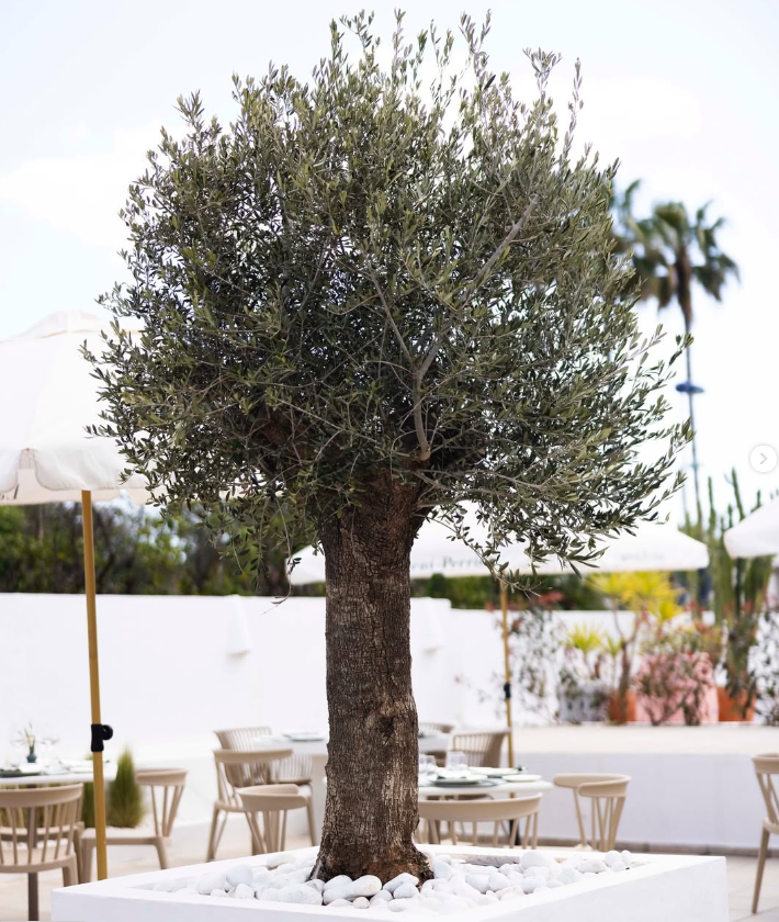LA OLIVA successful Mar de Cristal, Cartagena Euro Weekly News