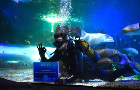 Sharks’ teeth are eroding due to ocean