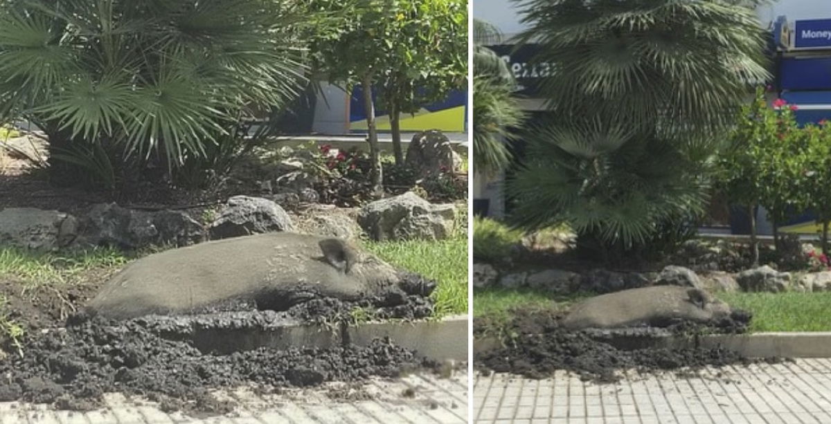 Pig-like behaviour in La Cala