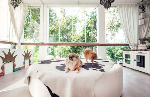 Pittsburg's heroic pup rescued two lives