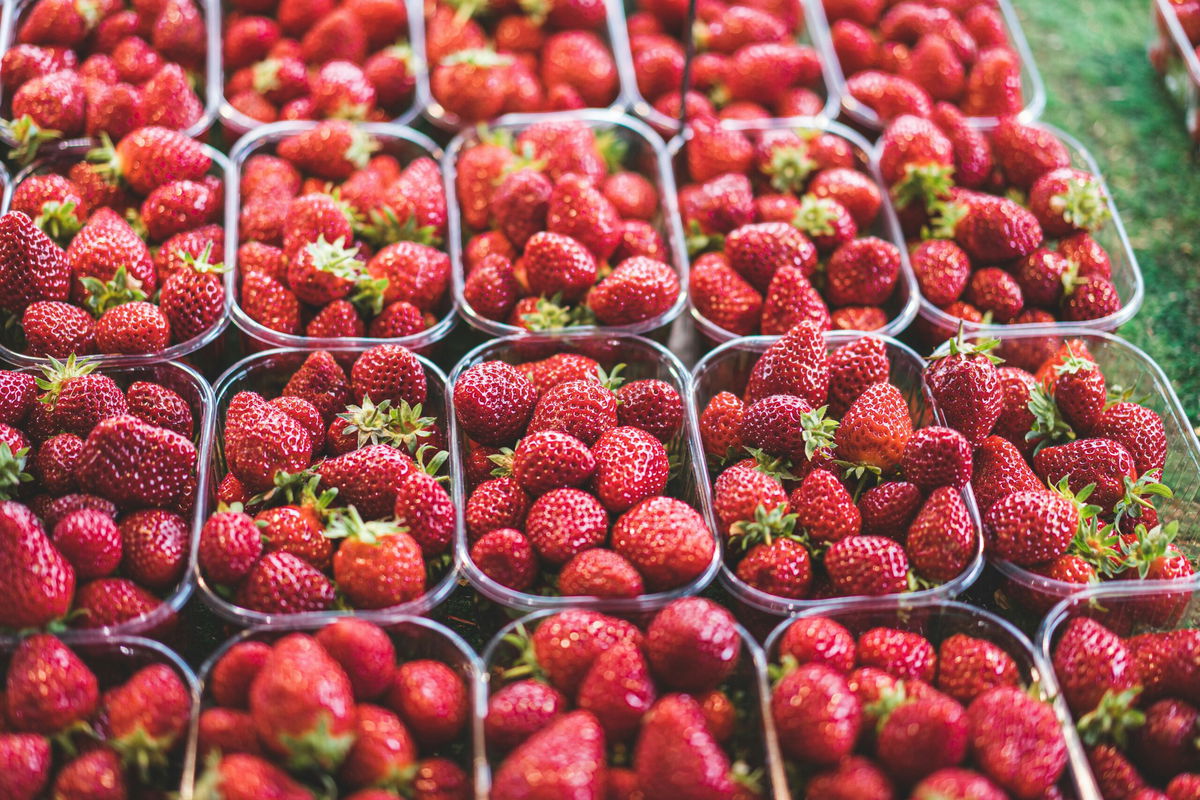 Strawberry Fields Forever? Netherlands doubles harvest since 2010
