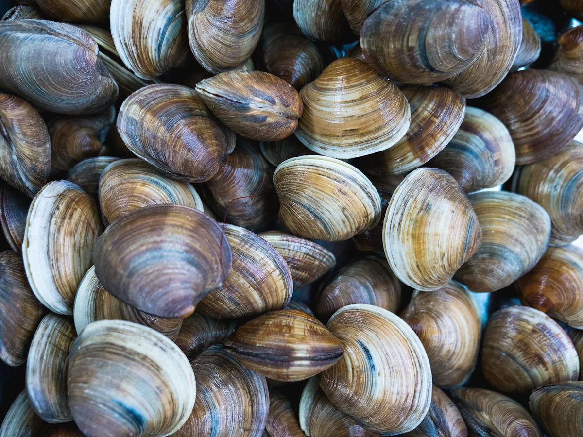 7 tonnes of toxic clams seized in Spain-Portugal fishing bust