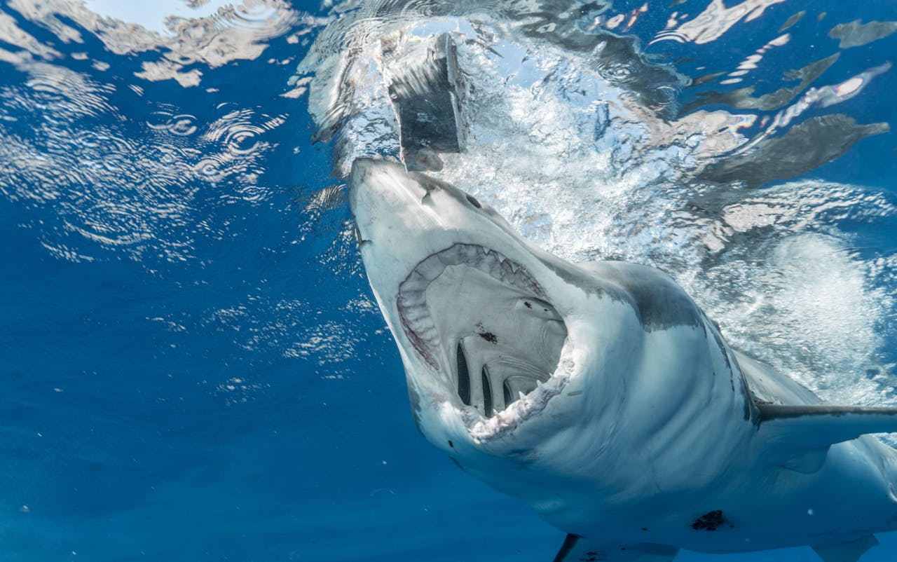 Sharks’ teeth are eroding due to ocean\” />