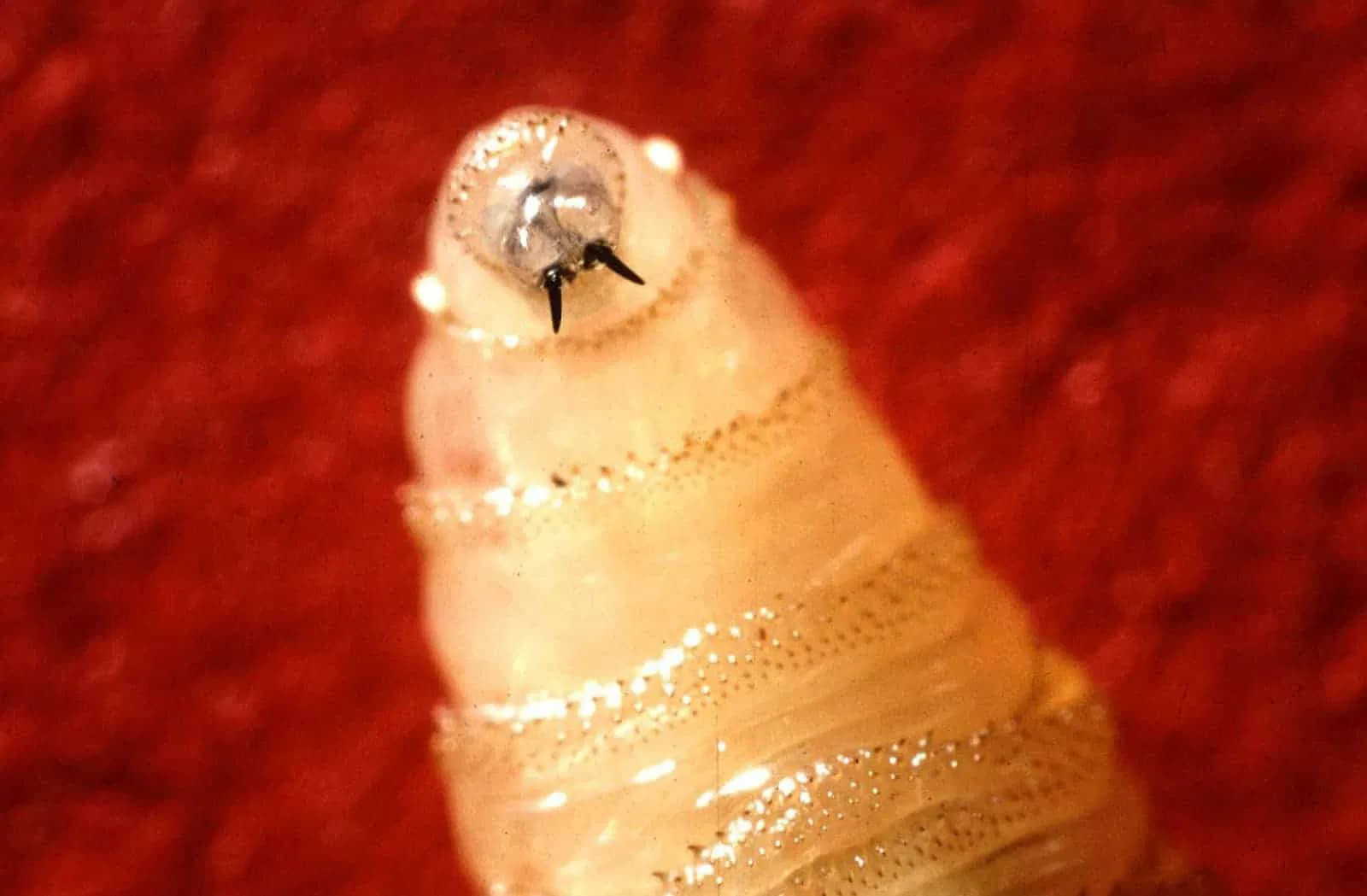 Flesh-eating screwworm detected in US\” />