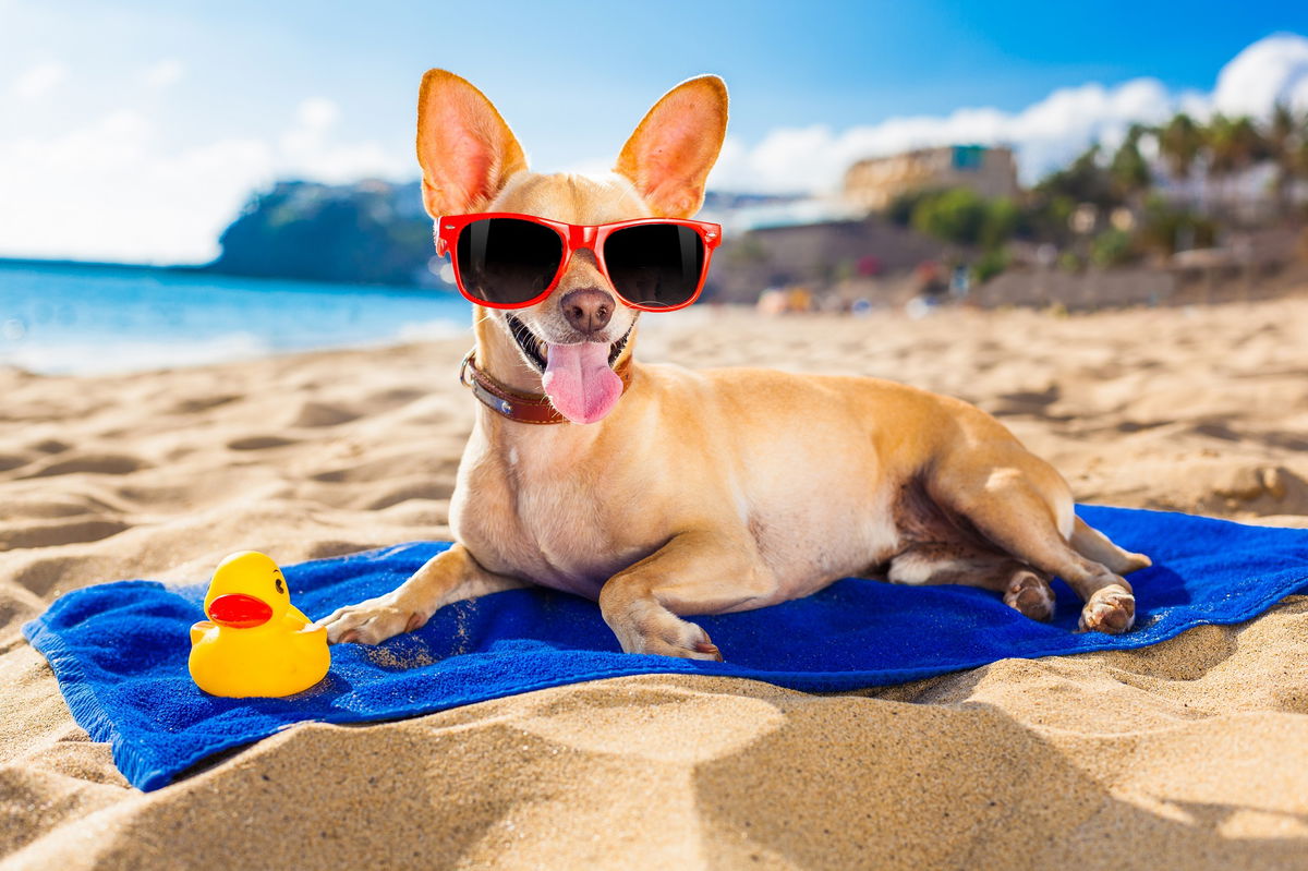 Eight dog-friendly beaches in Mallorca
