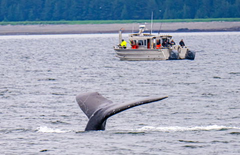 Gandia urban hotels boom
