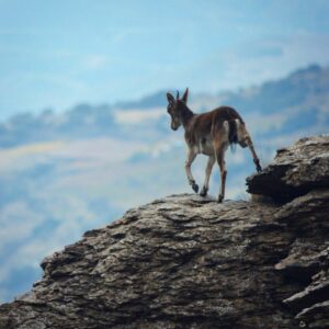 Female ibex stepping connected rocks
