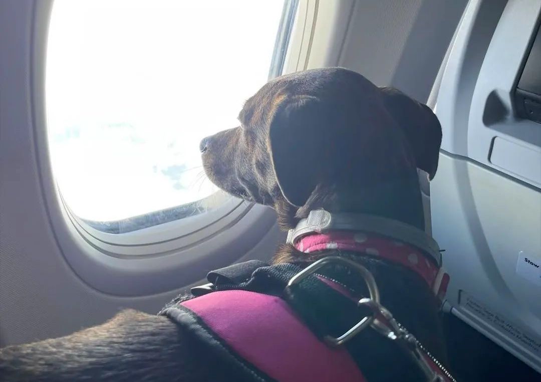 Traveling With a Large Dog on a Plane: Essential Tips for Stress-Free Flights
