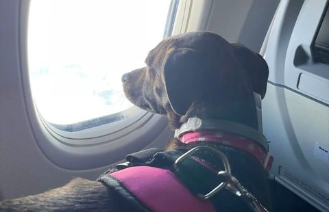 Air Travel With Large Dog: Essential Tips for Stress-Free Flights