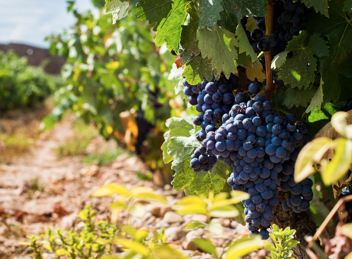 Spain’s vineyards, valleys & vintage – In vino veritas!