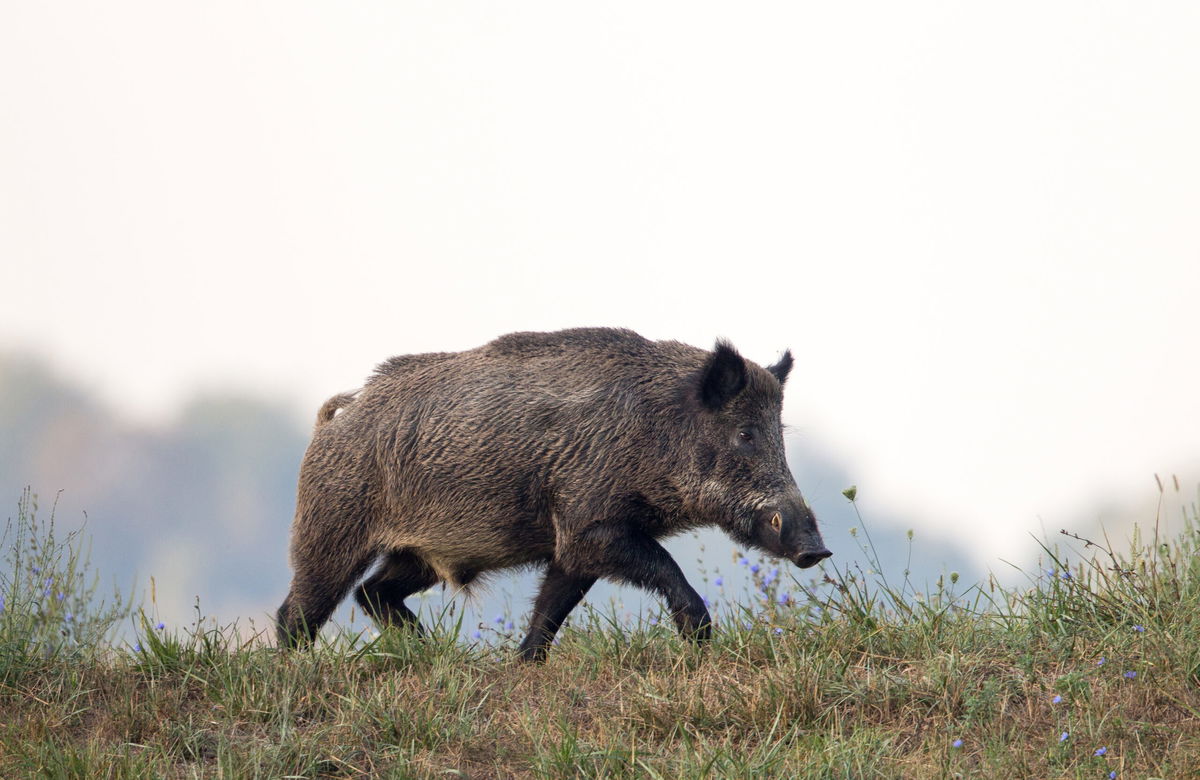 How to stay safe if you meet a wild boar