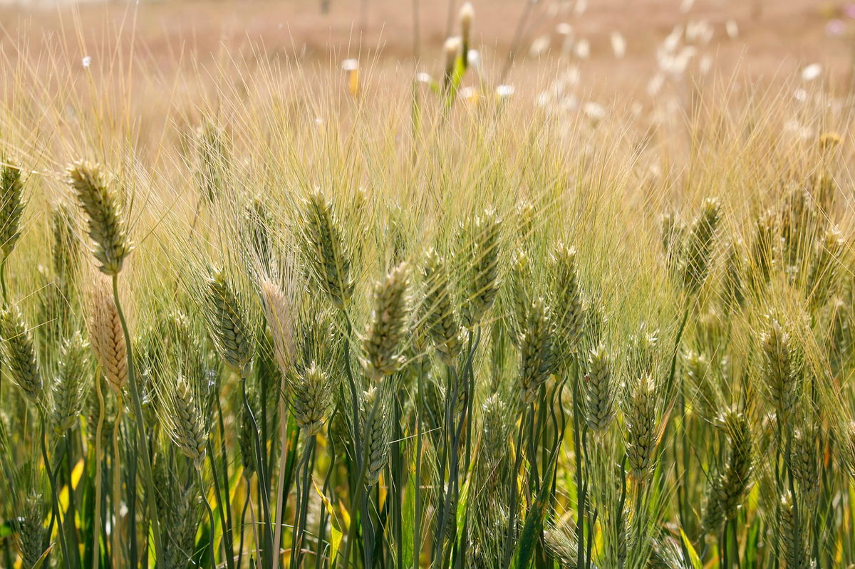 Italy launches world’s first child screening law for coeliac disease