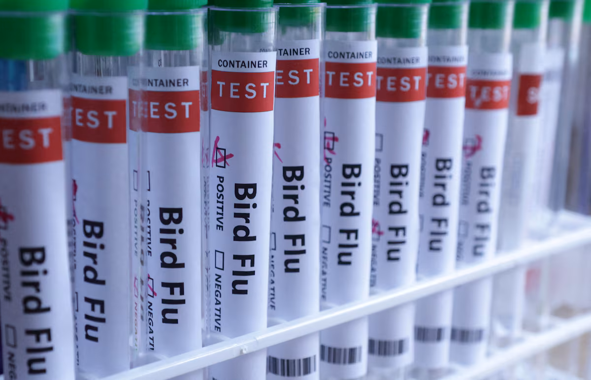 Denmark detecta un brote del virus de la gripe aviar