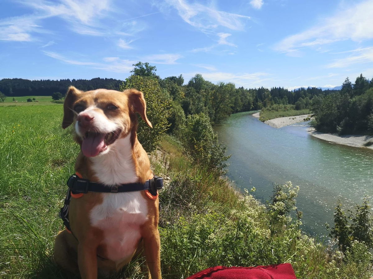 Mijas Charity Night Gives Abandoned Dogs A Second Chance Mijas Charity Night Gives Abandoned Dogs A Second Chance