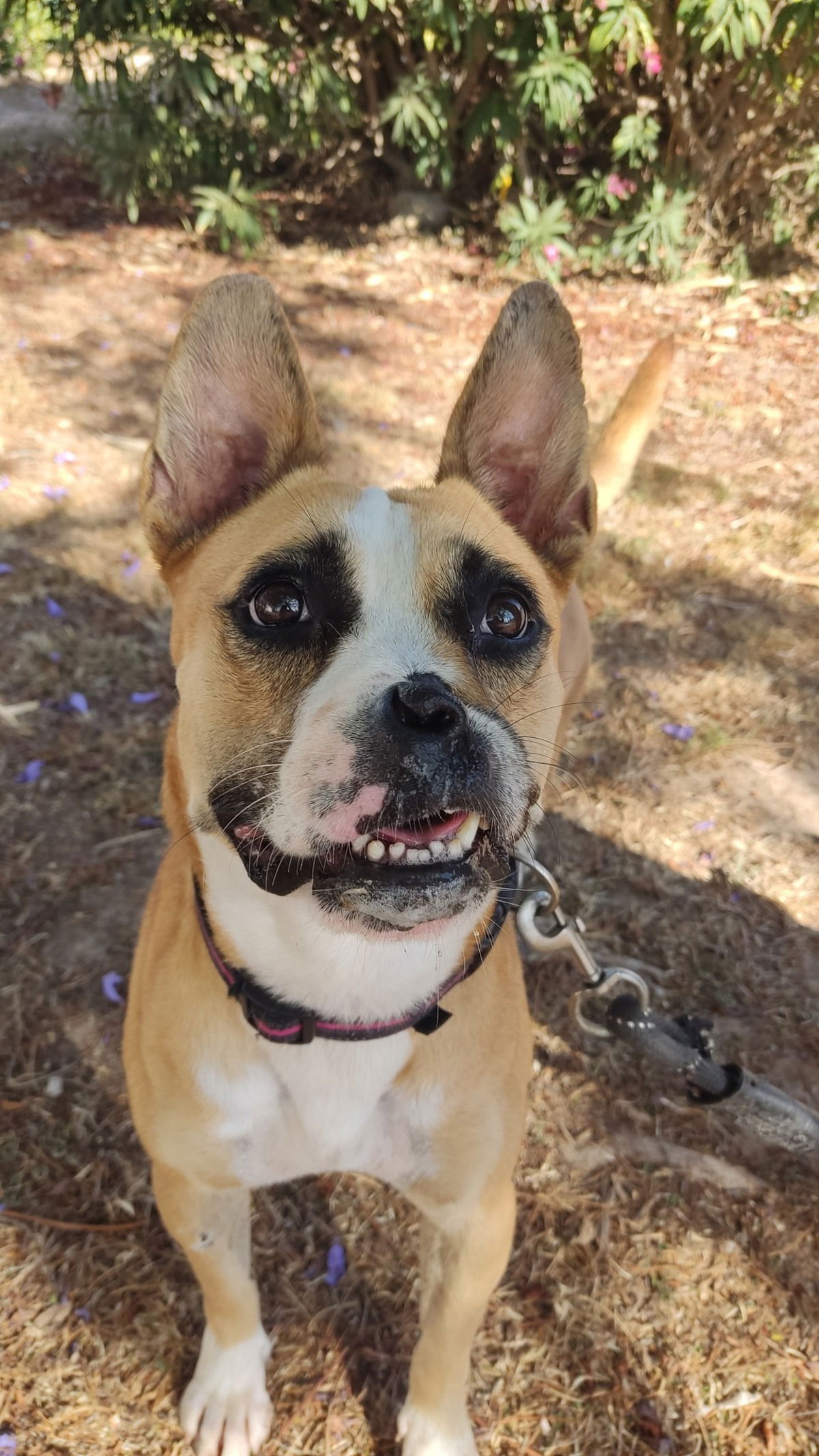 How Torrevieja’s Animal Protection Group Saves Lives And Why Estrella’s Story Matters Now How Torrevieja’s Animal Protection Group Saves Lives And Why Estrella’s Story Matters Now