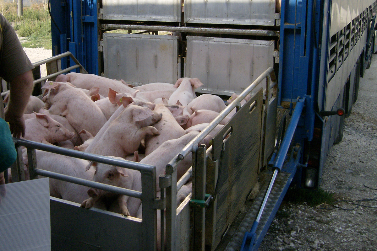 Reform Of Live Animal Transport In Europe Reform Of Live Animal Transport In Europe