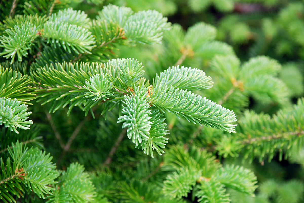 Finnish scientists discover gold inside spruce trees