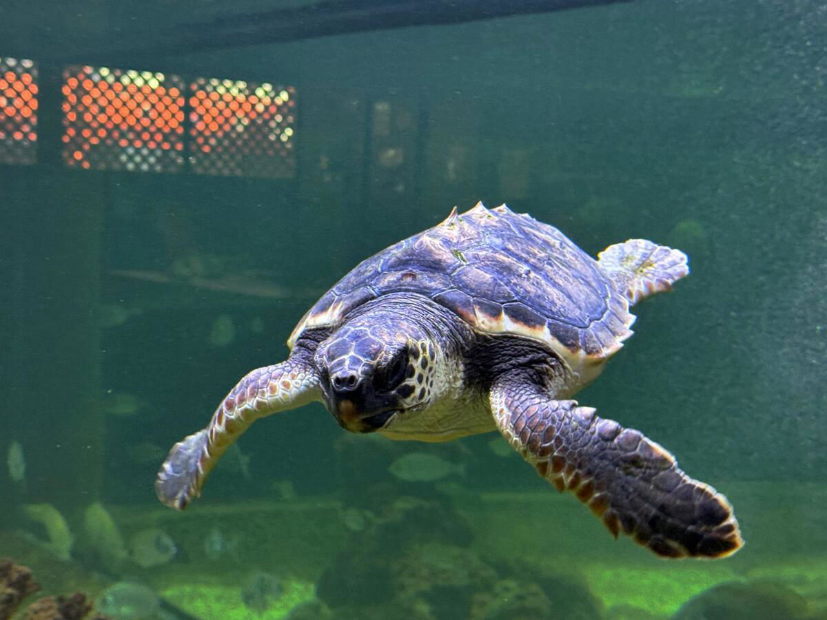 Oceanogràfic Foundation And Santa Pola Sea Museum Join Forces To Safeguard The Mediterranean Oceanogràfic Foundation And Santa Pola Sea Museum Join Forces To Safeguard The Mediterranean