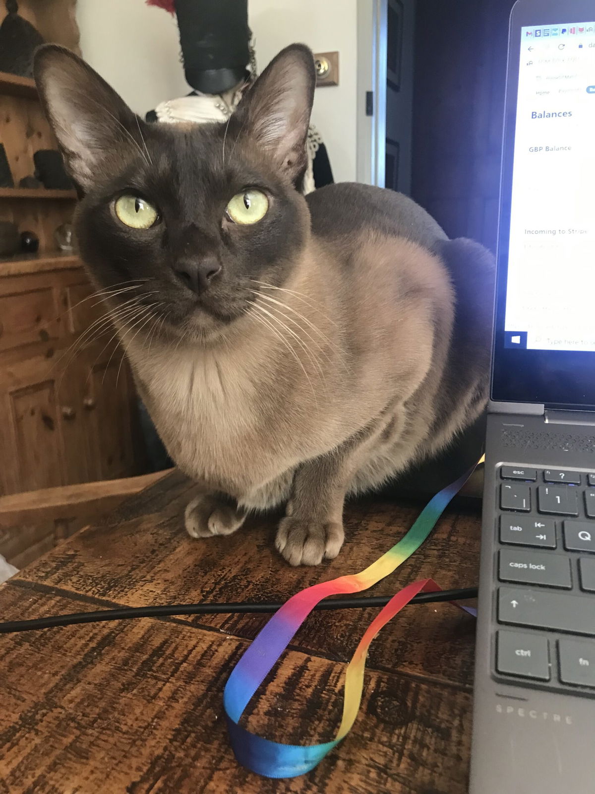 Talisker The Burmese – A Cat Who Knows His Worth
