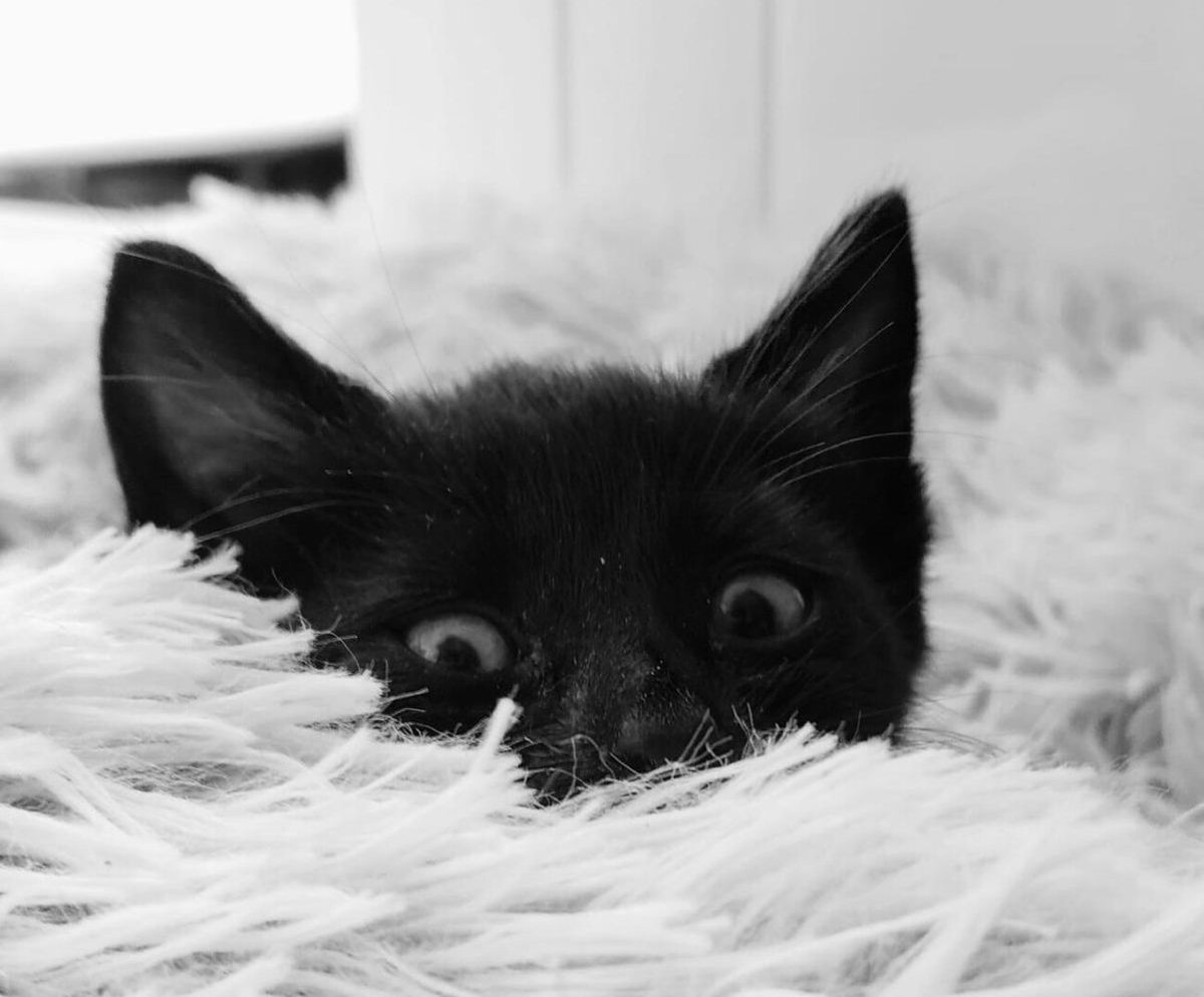 This Spanish town is BANNING black cat adoption during Halloween