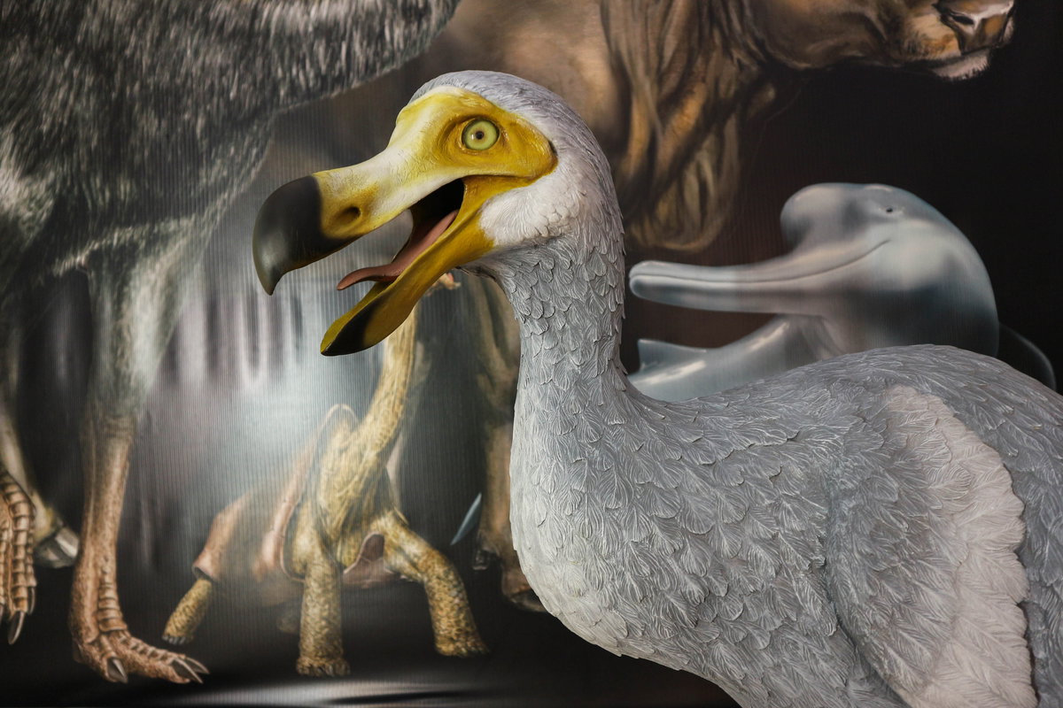Wissenschaftler stehen kurz davor, den Dodo wiederzubeleben