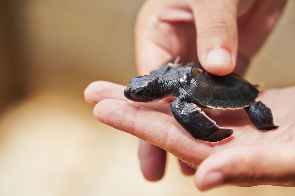 Newborn specimen of turtle discovered by a group of students