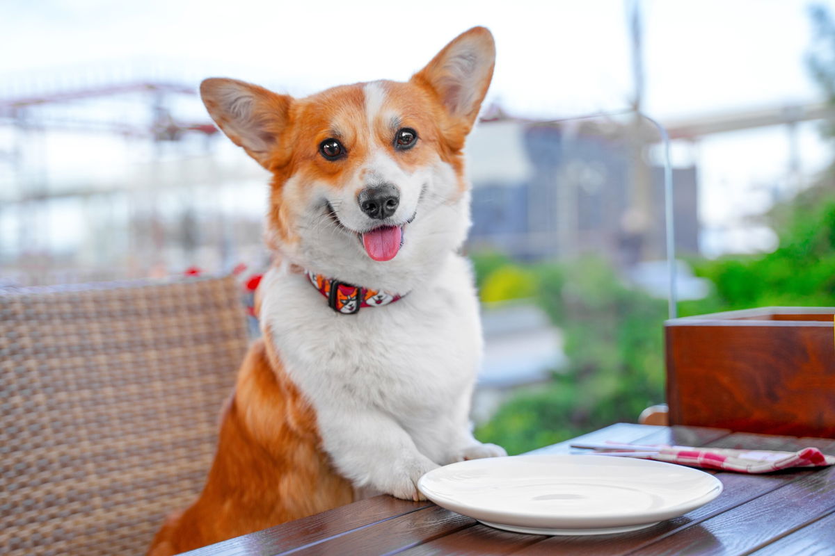 Spanish firm launches Christmas nougat… for dogs!