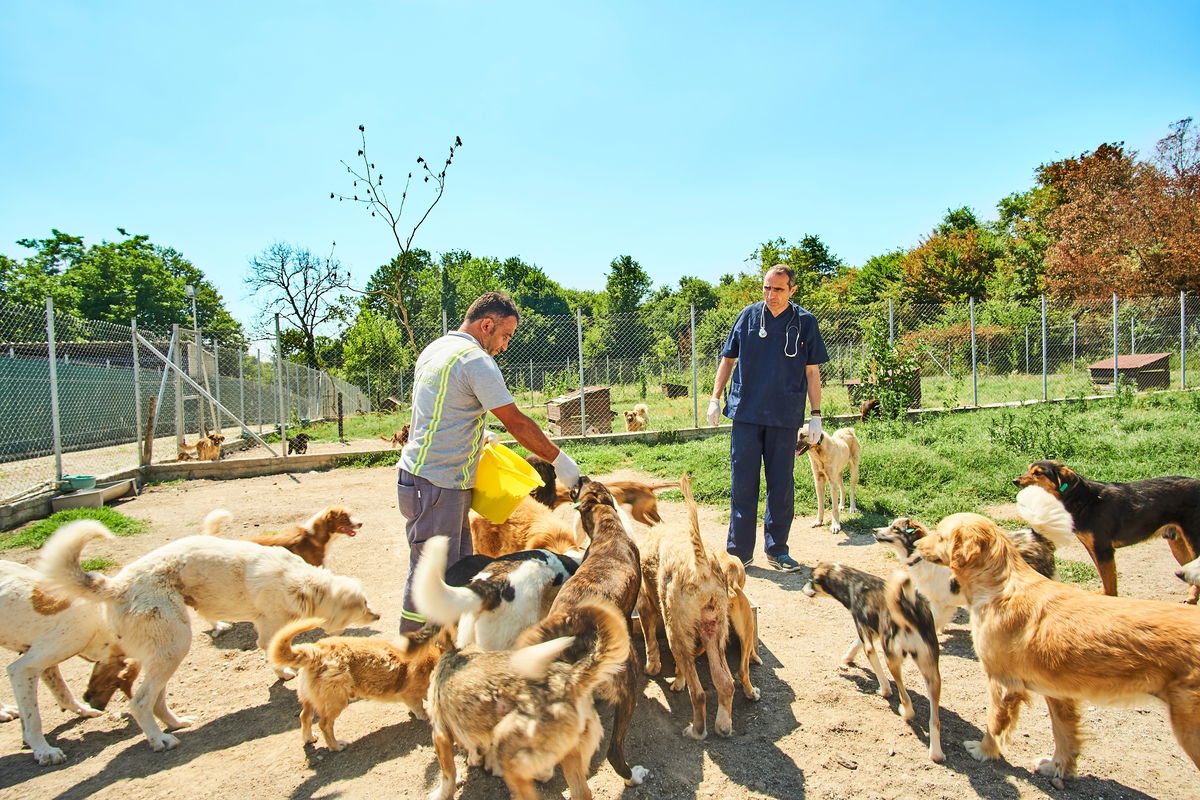 New Municipal Animal Shelter In Torrevieja Set To Open In The First Few Months Of 2026 New Municipal Animal Shelter In Torrevieja Set To Open In The First Few Months Of 2026