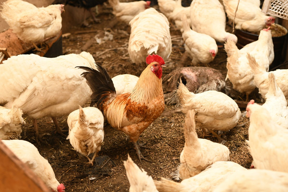 Torrevieja investigates mysterious poisoning of free-roaming chickens