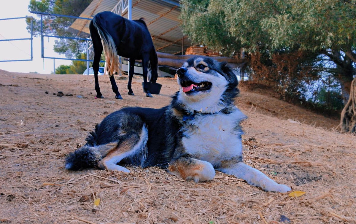 Hidden autumn dangers for cats and dogs