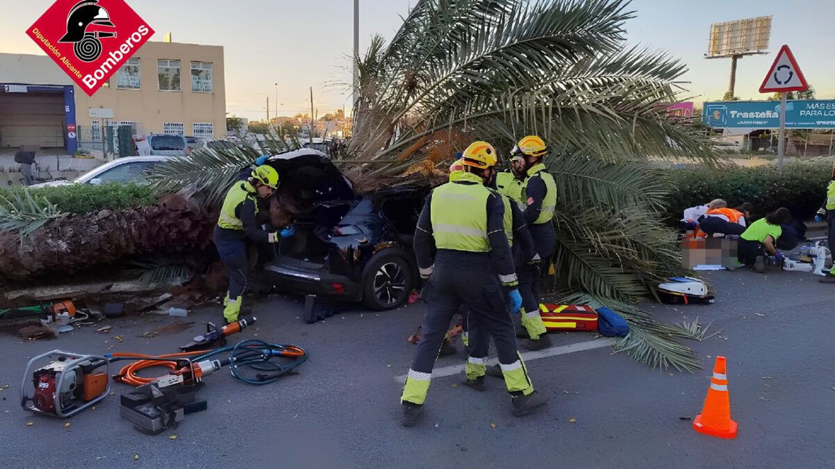 Palm Tree Collapses And Kills 22-year-old Driver In Torrevieja